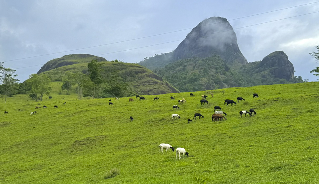 Ovelhas no Pasto